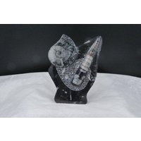 Skulptur Mit Versteinertem Ammonit Und Orthoceras Standfläche von naturalmysticsu