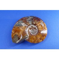 Versteinerter Ammonit Aus Madagaskar Versteinerter Ammonit Aus Madagaskar von naturalmysticsu