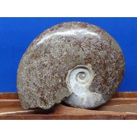 Wunderschöner Ammonit Mit Perlmutteinschlüsse von naturalmysticsu