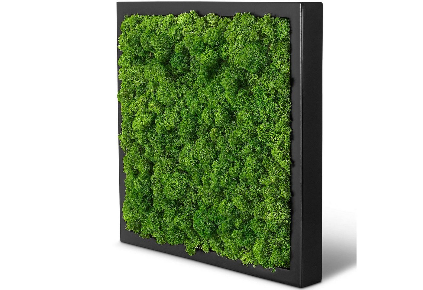 naturewalls Bild Moosbild Islandmoos - Pflanzenbild Vollholz-Rahmen - Wandbild, (1 St), konserviert von naturewalls