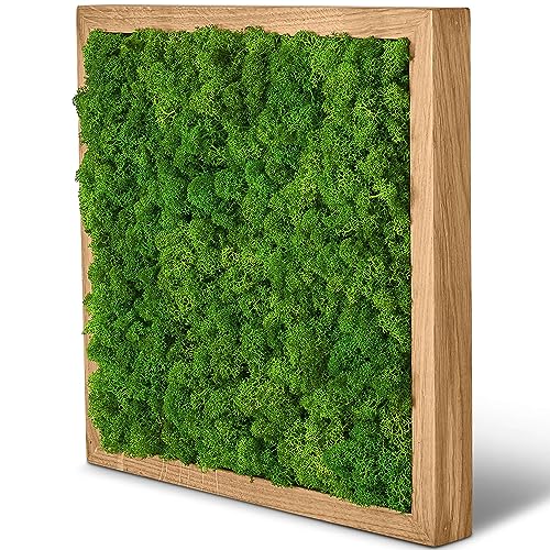 Naturewalls Moosbild Islandmoos - Pflanzenbild Vollholz-Rahmen - XXL - Eiche | 25 x 25 cm von Naturewalls