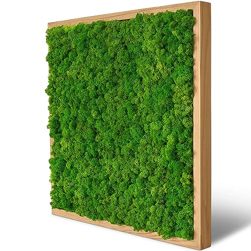 naturewalls Moosbild Islandmoos - Pflanzenbild Vollholz-Rahmen - XXL - Eiche | 55 x 55 cm von naturewalls