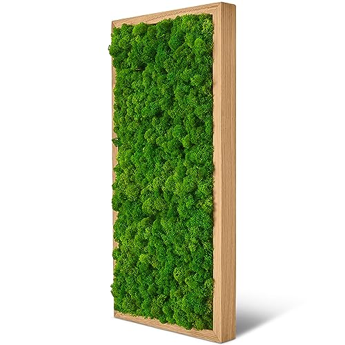 naturewalls Moosbild Islandmoos - Pflanzenbild Vollholz-Rahmen - XXL - Eiche | 60 x 30 cm von naturewalls
