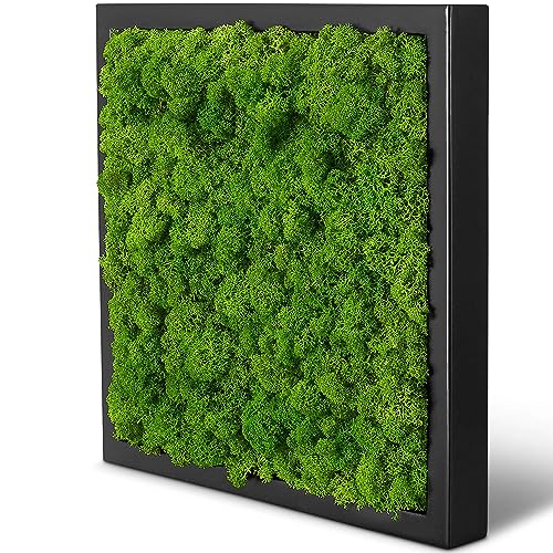 naturewalls Moosbild Islandmoos - Pflanzenbild Vollholz-Rahmen - XXL - Schwarz | 25 x 25 cm von naturewalls