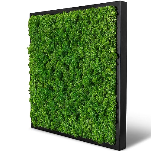 naturewalls Moosbild Islandmoos - Pflanzenbild Vollholz-Rahmen - XXL - Schwarz | 55 x 55 cm von naturewalls
