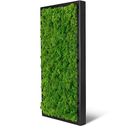 naturewalls Moosbild Islandmoos - Pflanzenbild Vollholz-Rahmen - XXL - Schwarz | 60 x 30 cm von naturewalls