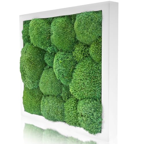 naturewalls Moosbild Islandmoos - Pflanzenbild Vollholz-Rahmen - XXL - Weiß | 25 x 25 cm von naturewalls