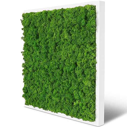 naturewalls Moosbild Islandmoos - Pflanzenbild Vollholz-Rahmen - XXL - Weiß | 55 x 55 cm von naturewalls