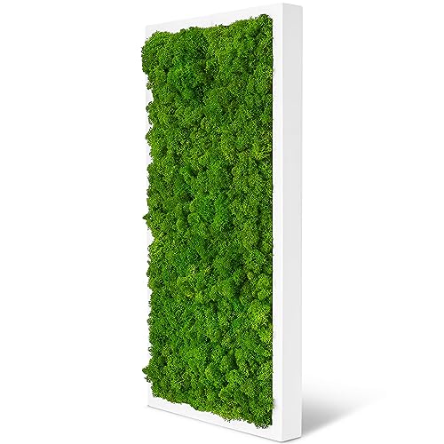 naturewalls Moosbild Islandmoos - Pflanzenbild Vollholz-Rahmen - XXL - Weiß | 60 x 30 cm von naturewalls