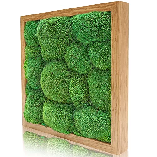 naturewalls Moosbild Kugelmoos - Pflanzenbild Vollholz-Rahmen - XXL – Eiche | 35 x 35 cm von naturewalls