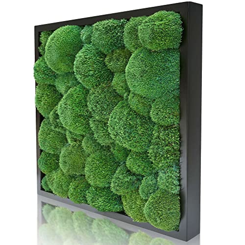 naturewalls Moosbild Kugelmoos - Pflanzenbild Vollholz-Rahmen - XXL - Schwarz | 55 x 55 cm von naturewalls