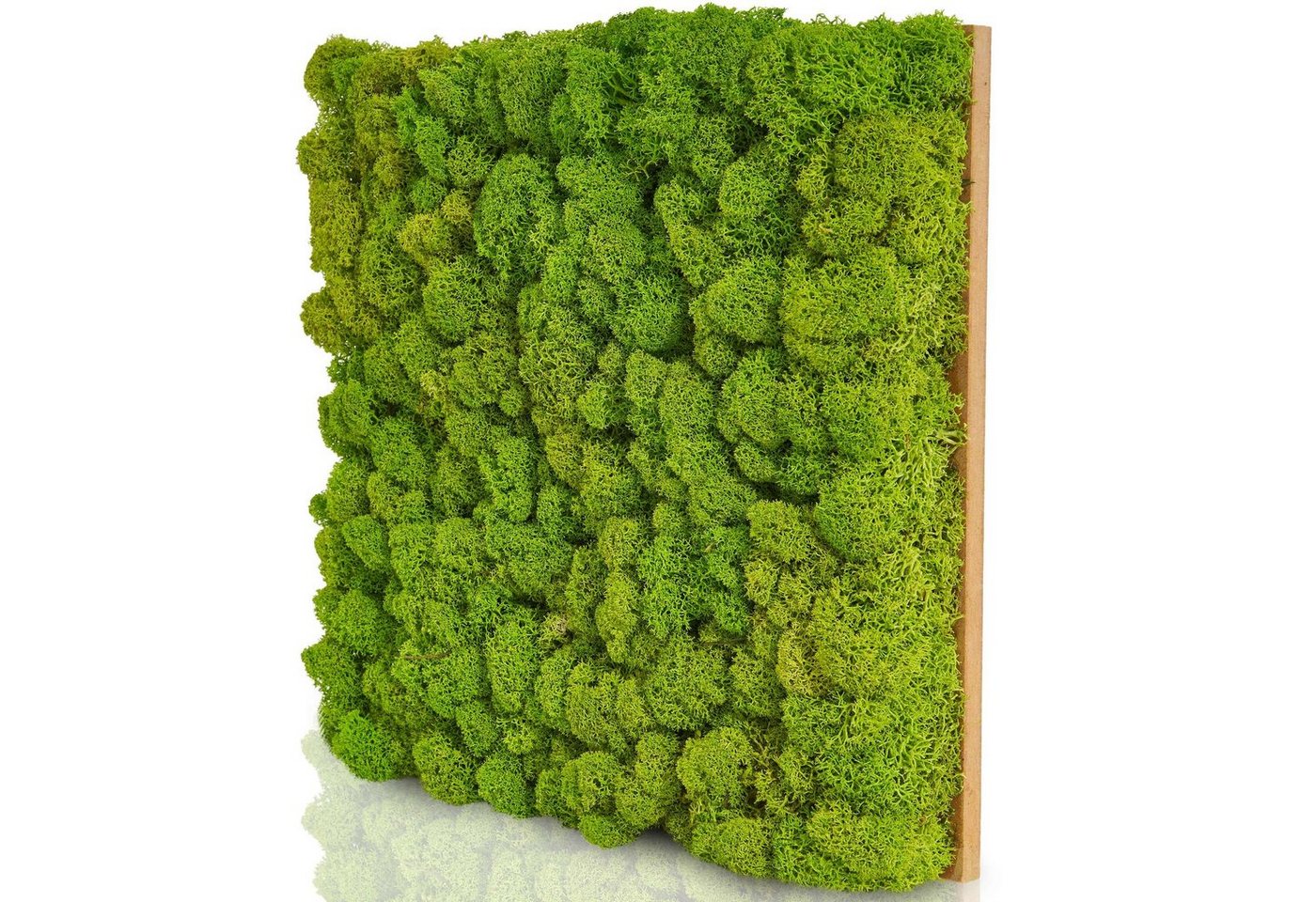 naturewalls Wandpaneel Moospaneele PREMIUM 25x25 -Moosbild Islandmoos -Mooswand selber machen, BxL: 25x25 cm, (1-tlg) Premium, 25 x 25 von naturewalls