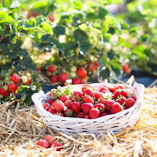 naturling Garten-Holzwolle 10kg für Erdbeeren, Salat und Gemüse - unbehandelte Natur Kiefer Gemüsewolle zum Mulchen von naturling