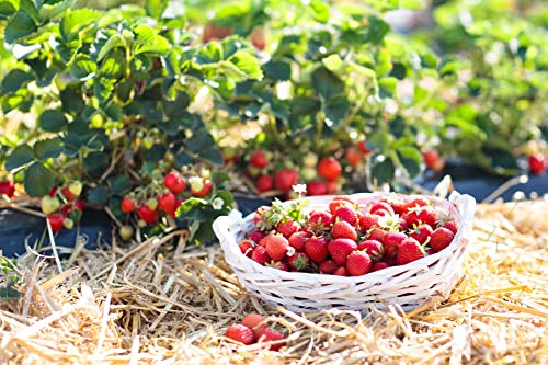 naturling Garten-Holzwolle 2,5kg für Erdbeeren und Gemüse - unbehandelte Natur Kiefer Gemüsewolle zum Mulchen von naturling
