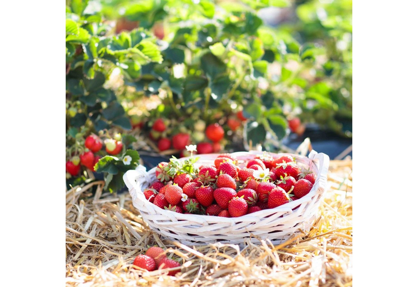 naturling Gartenbau-Substrat Garten Holzwolle 2,5KG, mit unbehandelte Natur Fichte Gemüsewolle zum Mulchen, (1-St), für Erdbeeren und Gemüse von naturling