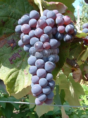 naturling Weintraube - kernlose blaue Tafeltraube Venus mit großen Trauben & feinem Aroma - einjährig veredelt naturling Weintraube - kernlose blaue Tafeltraube Venus mit großen Trauben & feinem Aroma - einjährig veredelt von naturling