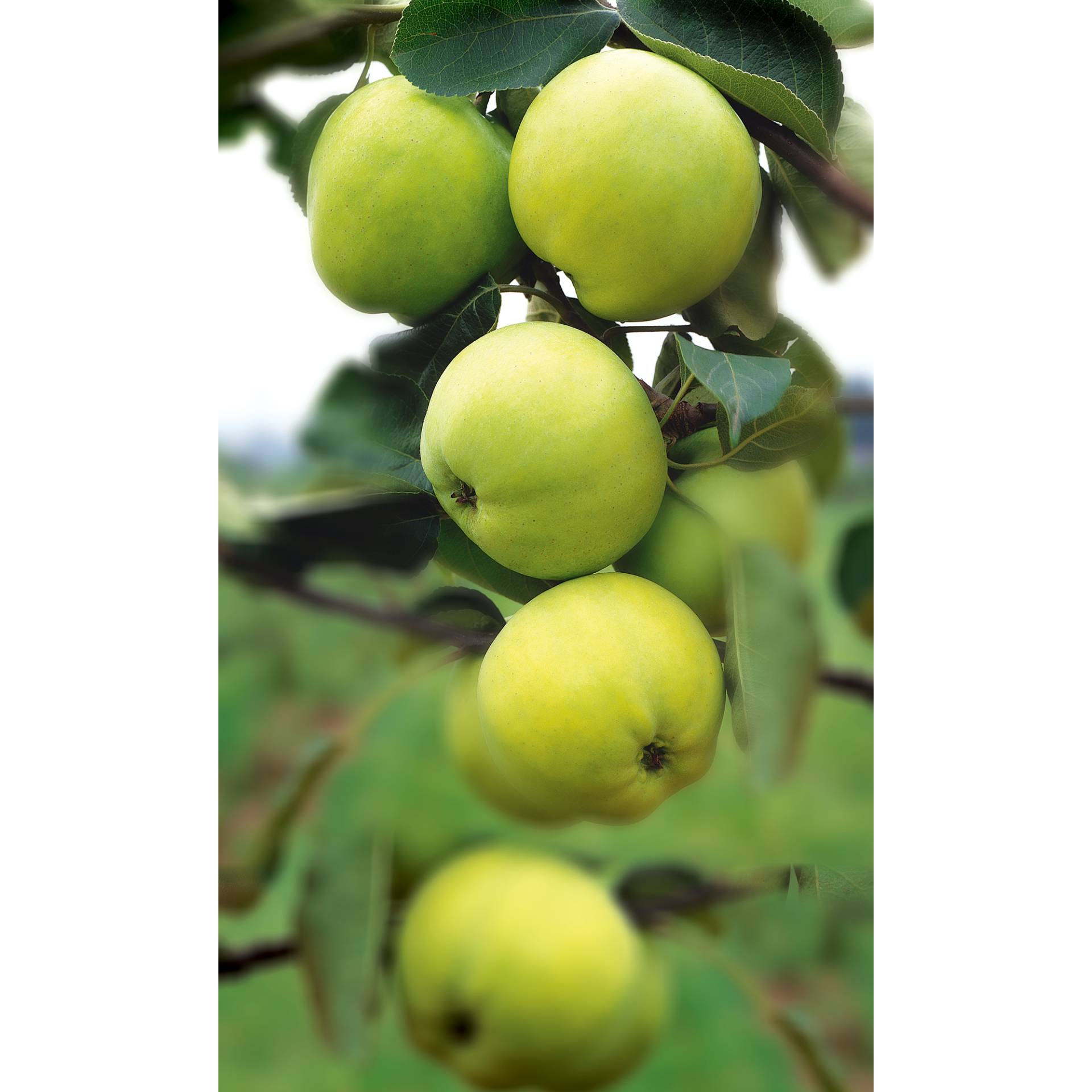 naturtalent by toom Naturtalent by toom® Bio Apfel 'Klarapfel', Busch 25 cm Topf von naturtalent by toom