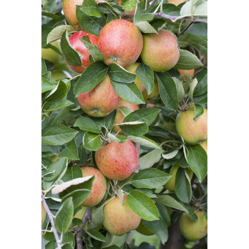 naturtalent by toom Naturtalent by toom® Bio-Apfelbaum 25 cm Topf von naturtalent by toom