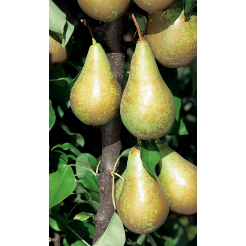 naturtalent by toom Naturtalent by toom® Bio Birne 'Conference', Busch 25 cm Topf von naturtalent by toom