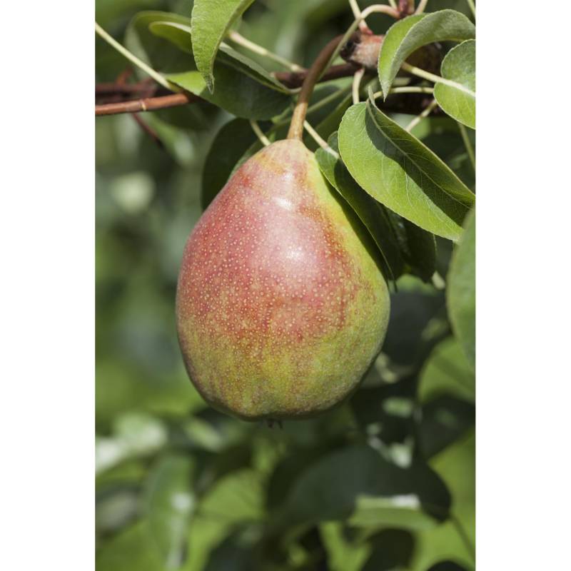 naturtalent by toom Naturtalent by toom® Bio-Birnenbusch 'Clapps Liebling' 26 cm Topf von naturtalent by toom