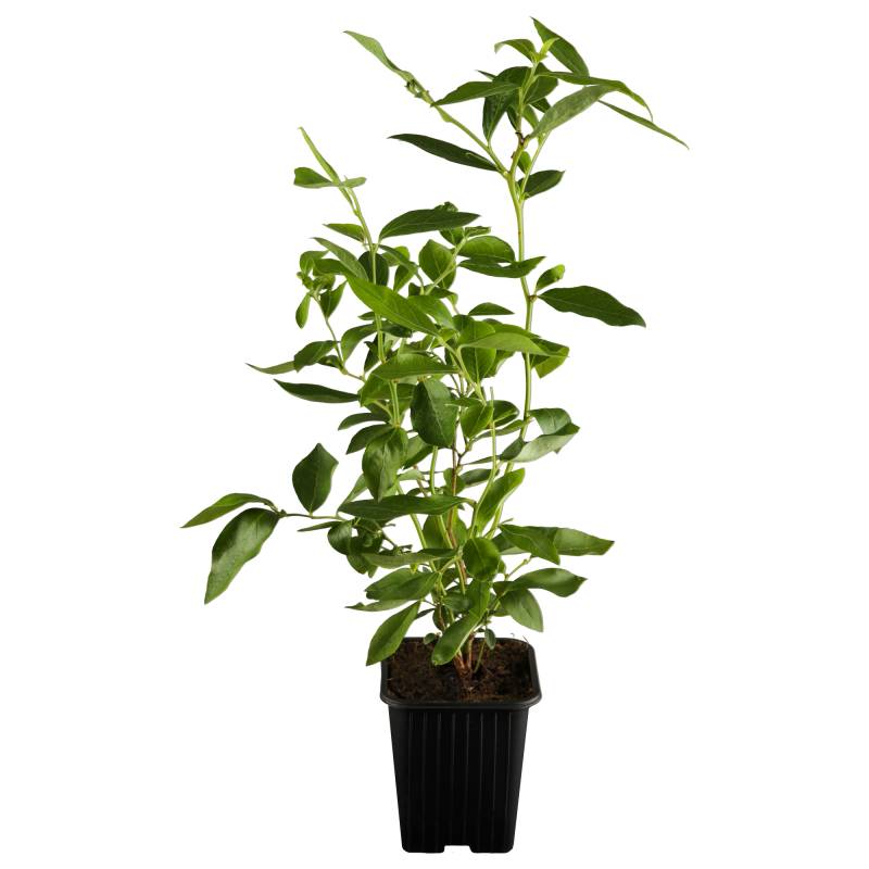 naturtalent by toom Naturtalent by toom® Bio-Heidelbeere 'Duke' 19 cm Topf von naturtalent by toom