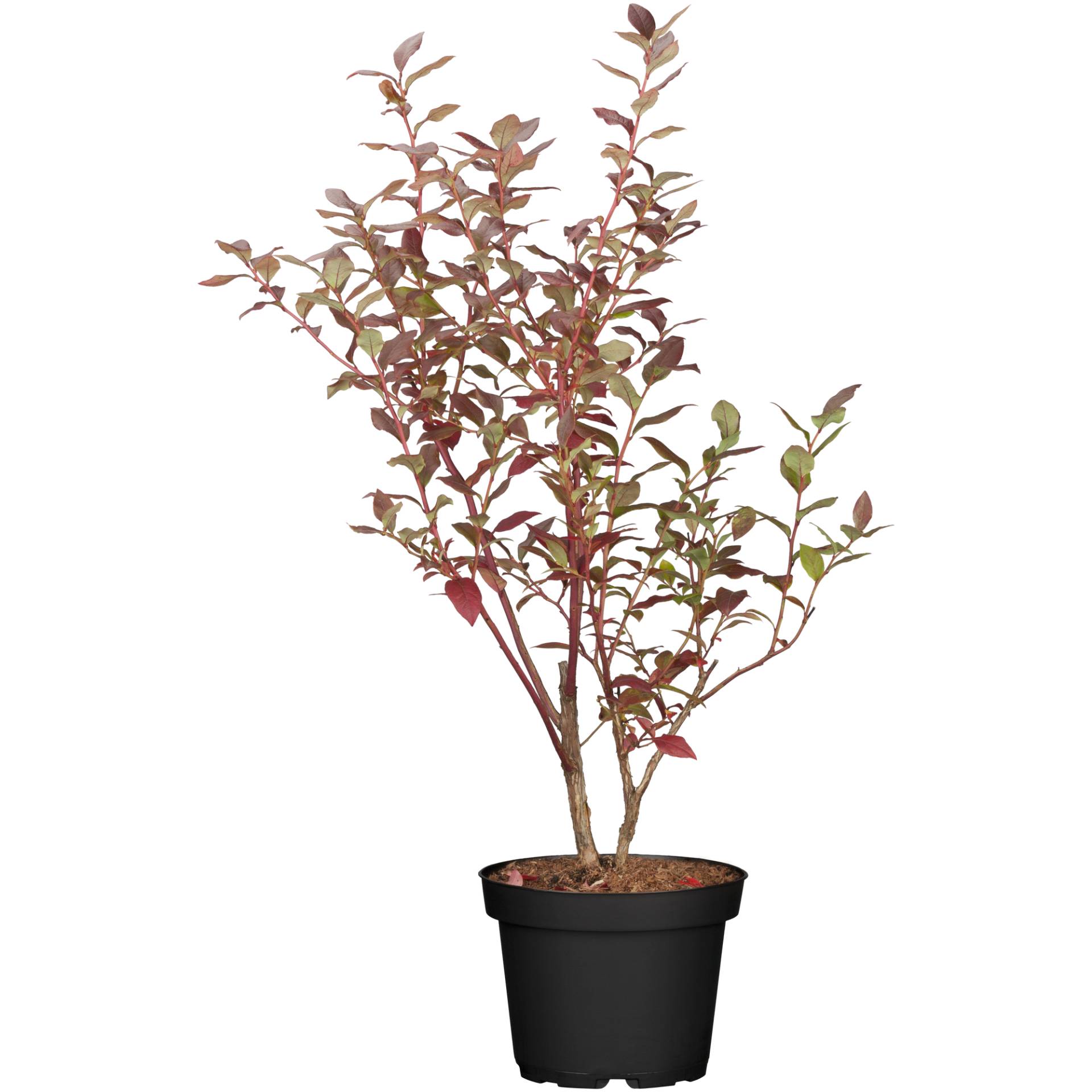 naturtalent by toom Naturtalent by toom® Bio-Heidelbeere 'Elisabeth' 19 cm Topf von naturtalent by toom