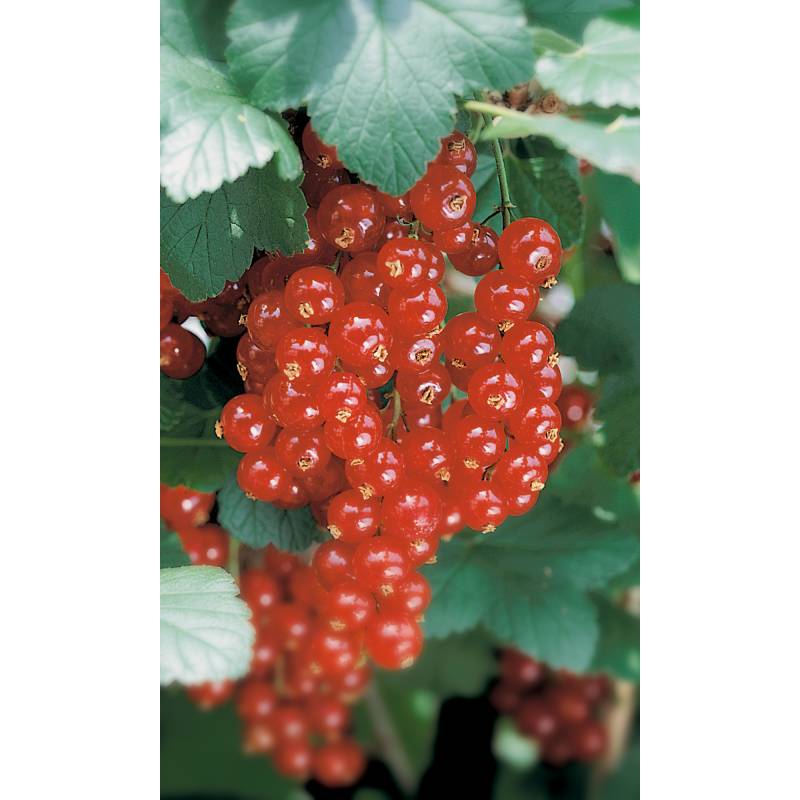 naturtalent by toom Naturtalent by toom® Bio Johannisbeere 'Jonkherr v. Tets', Busch 19 cm Topf von naturtalent by toom