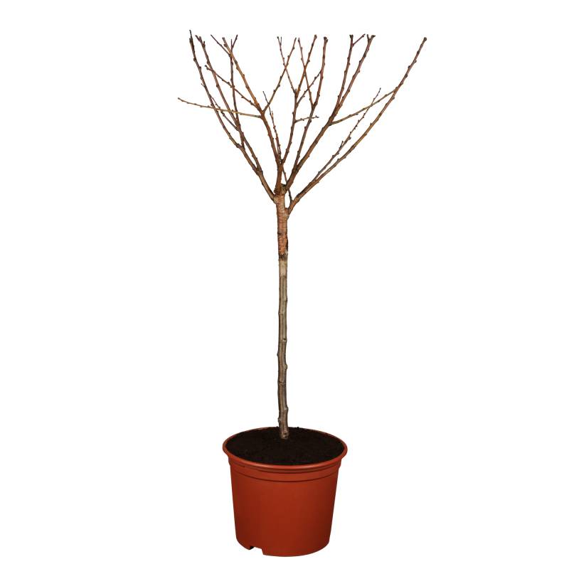 naturtalent by toom Naturtalent by toom® Bio-Kirschbusch 'Burlat' 25 cm Topf von naturtalent by toom
