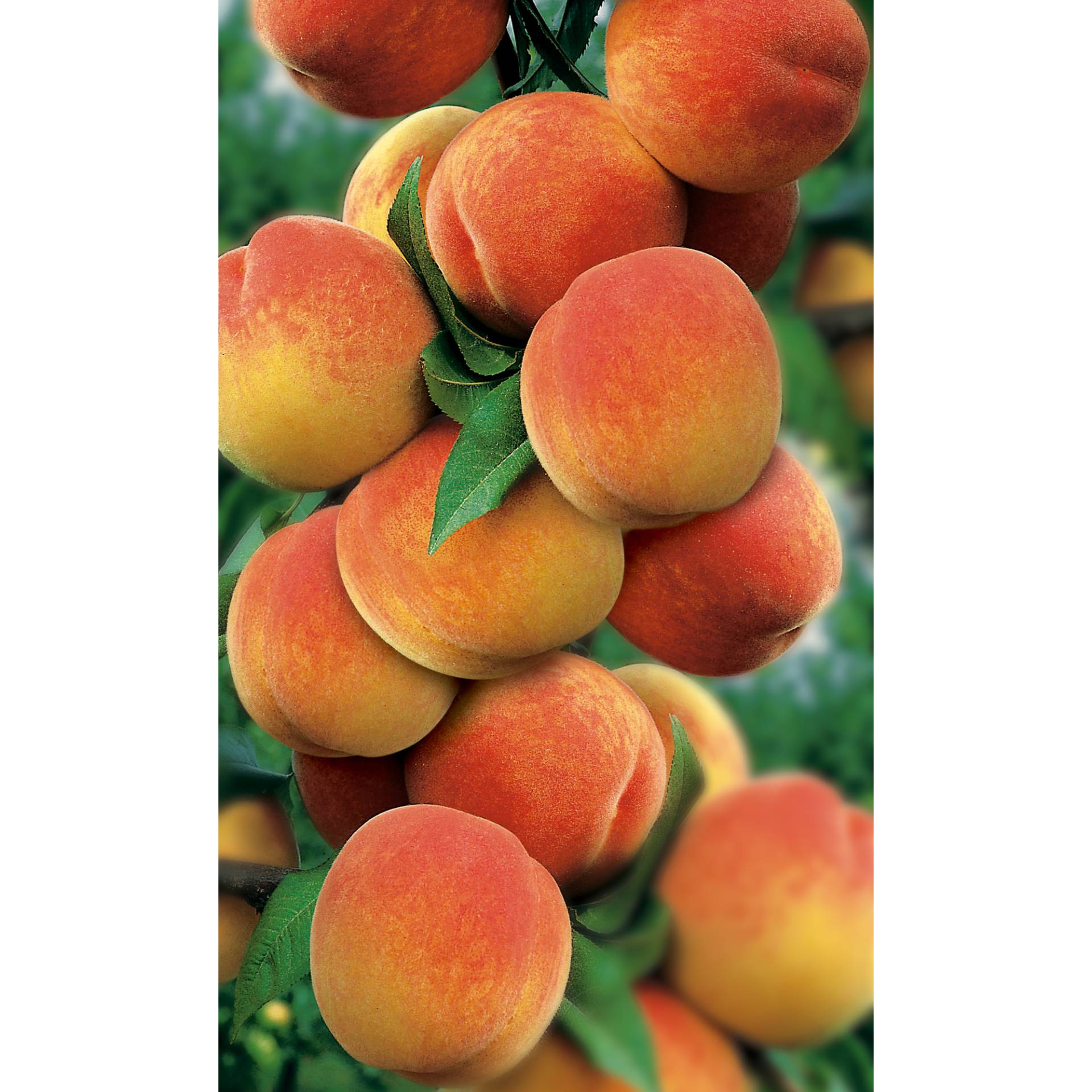 naturtalent by toom Naturtalent by toom® Bio Pfirsich 'Kernechter Vorgebirg', Busch 25 cm Topf von naturtalent by toom