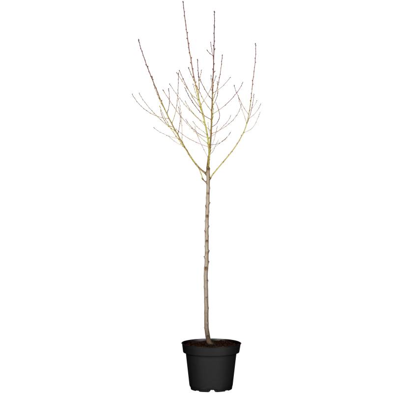 naturtalent by toom Naturtalent by toom® Bio-Pfirsichbusch 'Red Haven' 25 cm Topf von naturtalent by toom