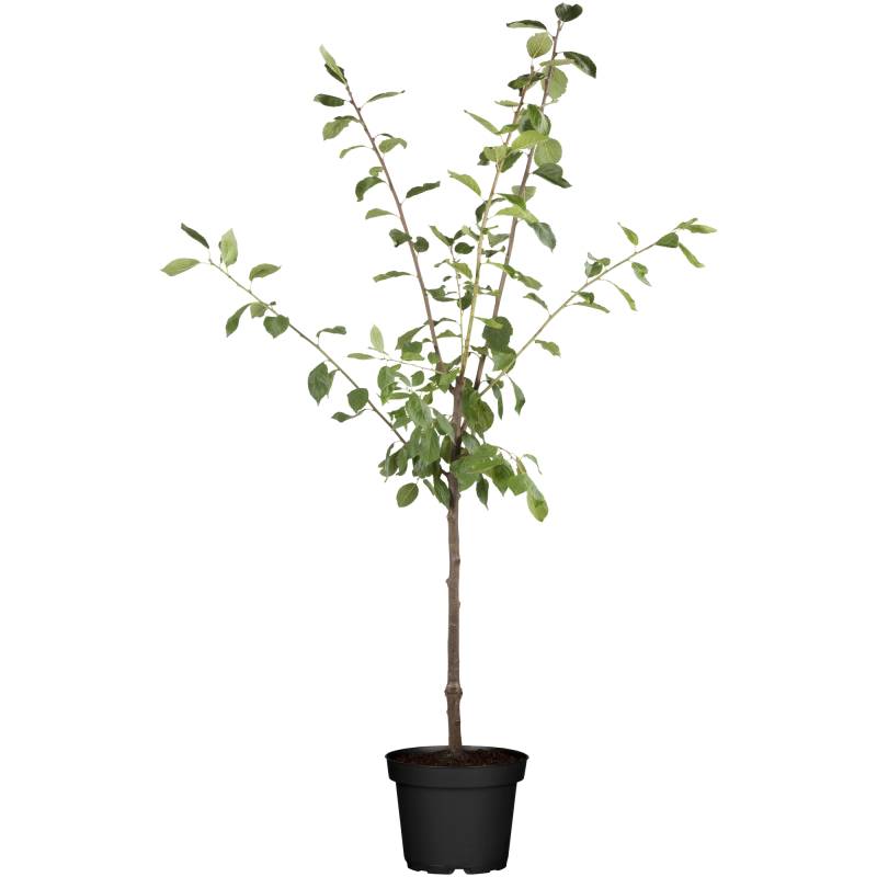 naturtalent by toom Naturtalent by toom® Bio-Pflaumenbusch 'Königin Victoria' 25 cm Topf von naturtalent by toom