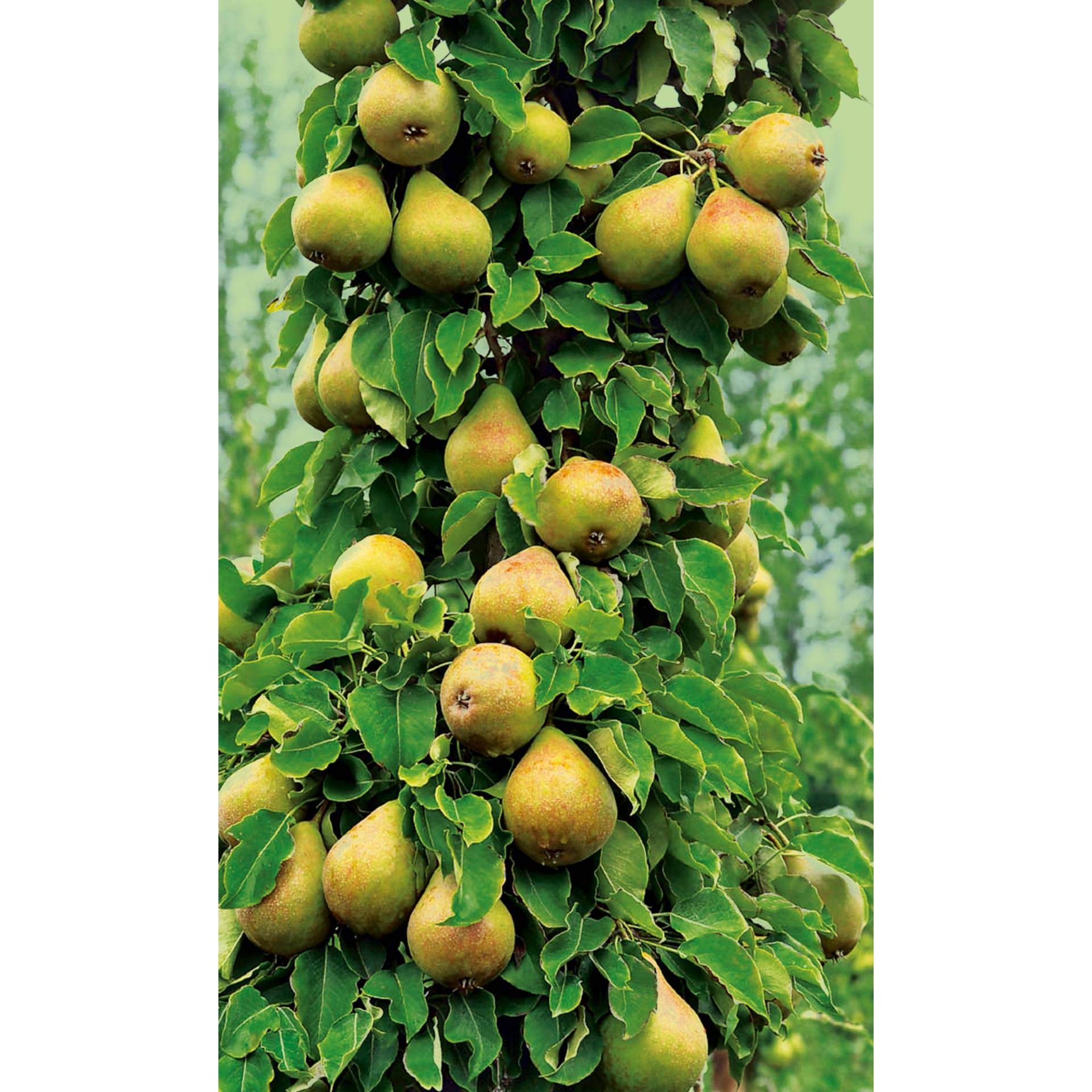 naturtalent by toom Naturtalent by toom® Bio Säulenbirne 'Aroma Spur', Säule 25 cm Topf von naturtalent by toom