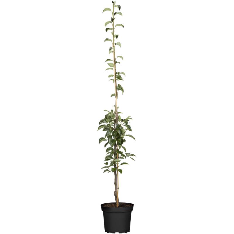 naturtalent by toom Naturtalent by toom® Bio-Säulenbirne 'Saphira' 26 cm Topf von naturtalent by toom