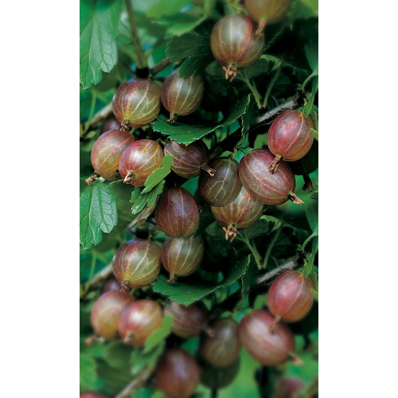 naturtalent by toom Naturtalent by toom® Bio Stachelbeere 'Hinnonmäki rot', Halbstamm 19 cm Topf von naturtalent by toom