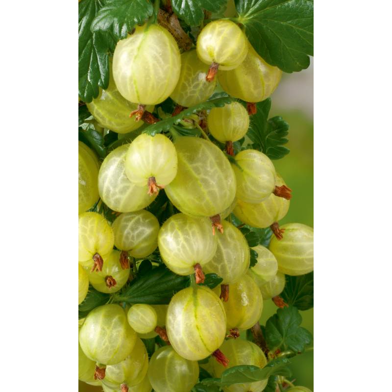 naturtalent by toom Naturtalent by toom® Bio Stachelbeere 'Muccurines', Halbstamm 19 cm Topf von naturtalent by toom
