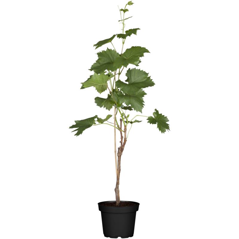 naturtalent by toom Naturtalent by toom® Bio-Weinrebe 'Phoenix' 19 cm Topf von naturtalent by toom