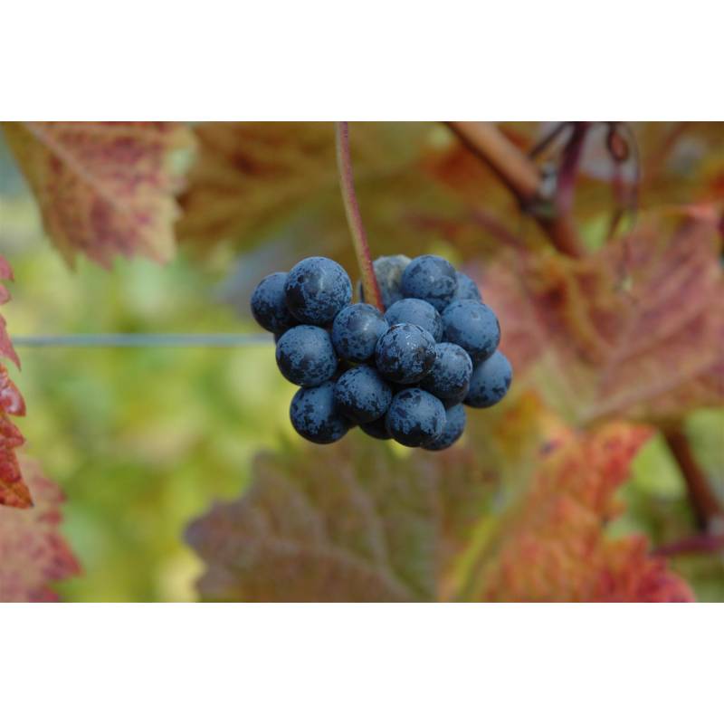 naturtalent by toom Naturtalent by toom® Bio-Weinrebe kernlos 'Venus' 19 cm Topf von naturtalent by toom