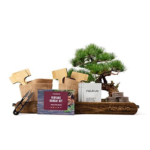 Vintage Bonsai Starter Kit - 4x Bio Bonsai Saatgut - Einzigartige Geschenkidee - Alle notwendigen Bestandteile für den Anbau Ihrer eigenen Bonsai zu Hause - Vollständige Schritt-für-Schritt-Anleitung von naukua