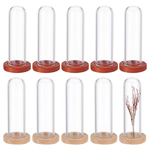 NBEADS 10 Sets Mini Deko Glasglocke mit Holzboden, 4x1.2cm Runde Transparente Glasbox Dome Cloche Glas Display Klare Dekorative Vitrine Mit 2 Farben Holzsockel Für Tafelaufsätze Pflanzen Steine Proben von nbeads