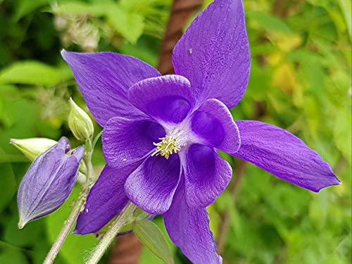 Akelei - wunderschöner Farbenmix - Aquilegia Vulgaris - 100 Frische Samen von nicht verfügbar