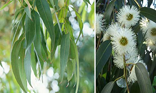 Blauer Eucalyptus - 25 Frische Samen - Eucalyptus Globulus Blauer Eucalyptus - 25 Frische Samen - Eucalyptus Globulus von nicht verfügbar