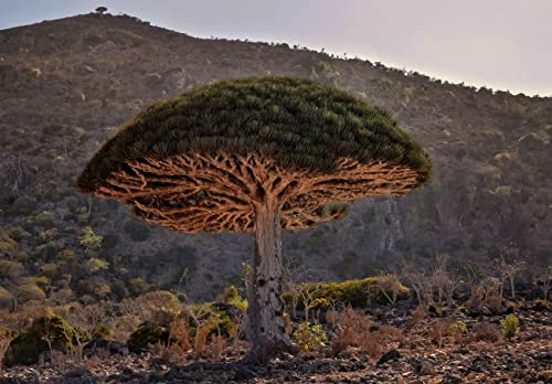 Exotischer Drachenbaum Mix - Samen - Sortenrein verpackt von nicht verfügbar