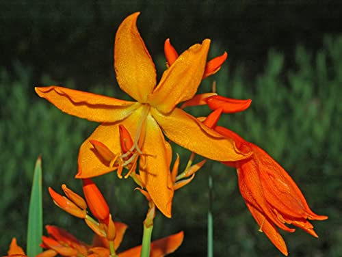 Gold Montbretie - Crocosmia Aurea - 10 frische Samen von nicht verfügbar