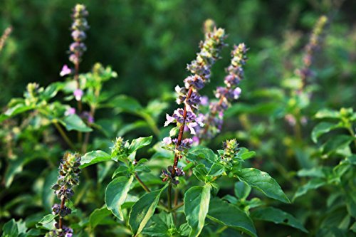 Heiliges indisches Basilikum - Ocimum Tenuifolium - 100 Frische Samen von nicht verfügbar