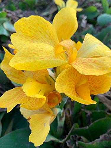 Indisches Blumenrohr - Gelb - Canna Indica - 10 Frische Samen von nicht verfügbar