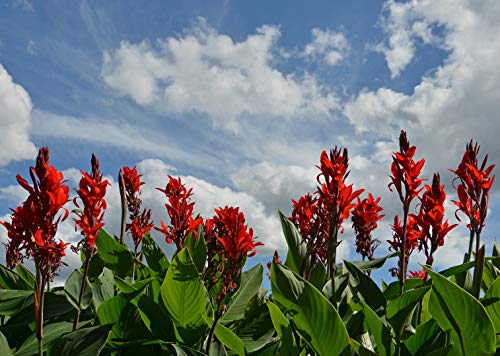 Indisches Blumenrohr - Rot - Canna Indica - 5 Frische Samen von nicht verfügbar