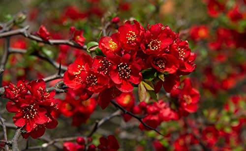 Japanische Zierquitte - Chaenomeles japonica - 20 Frische Samen von nicht verfügbar