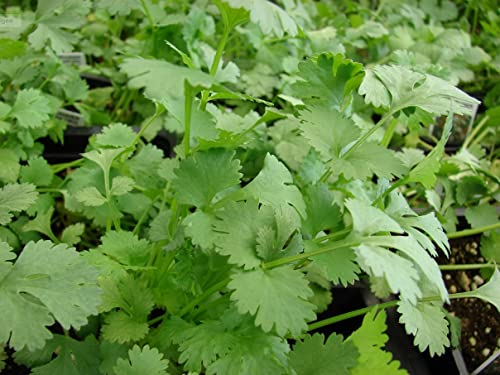 Kräuter Mix 1 - Koriander , Dill , Schwarzkümmel - sortenrein verpackt von nicht verfügbar