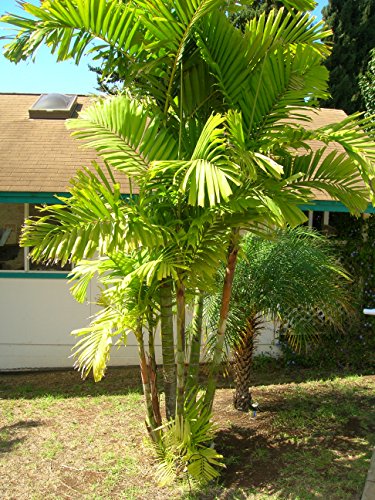 MacArthur Palme - Ptychosperma macarthurii - 5 Frische Samen von nicht verfügbar