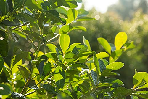 Mate Strauch - Ilex Paraguariensis - 5 Frische Samen - Für den berühmten Mate Tee von nicht verfügbar